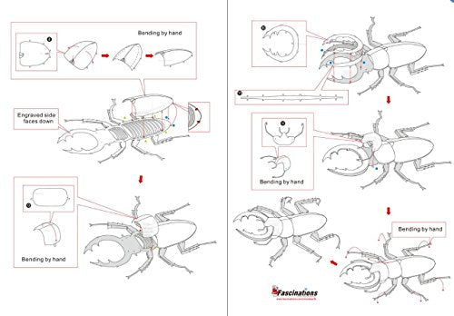 Stag Beetle by Fascinations Metal Earth Fascinations Town Creek Trading Post - Free Shipping $50.00